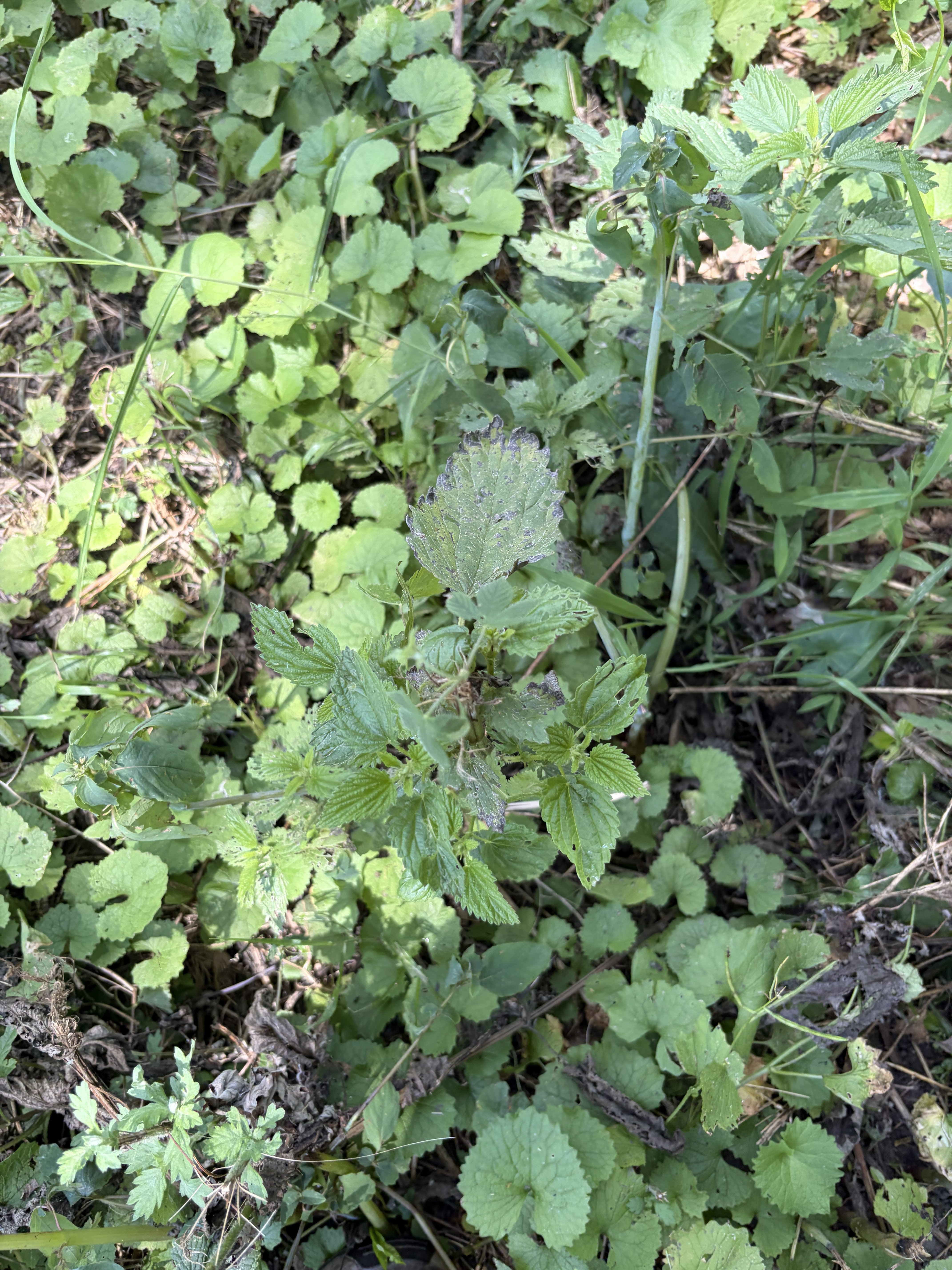 European Stinging Nettle