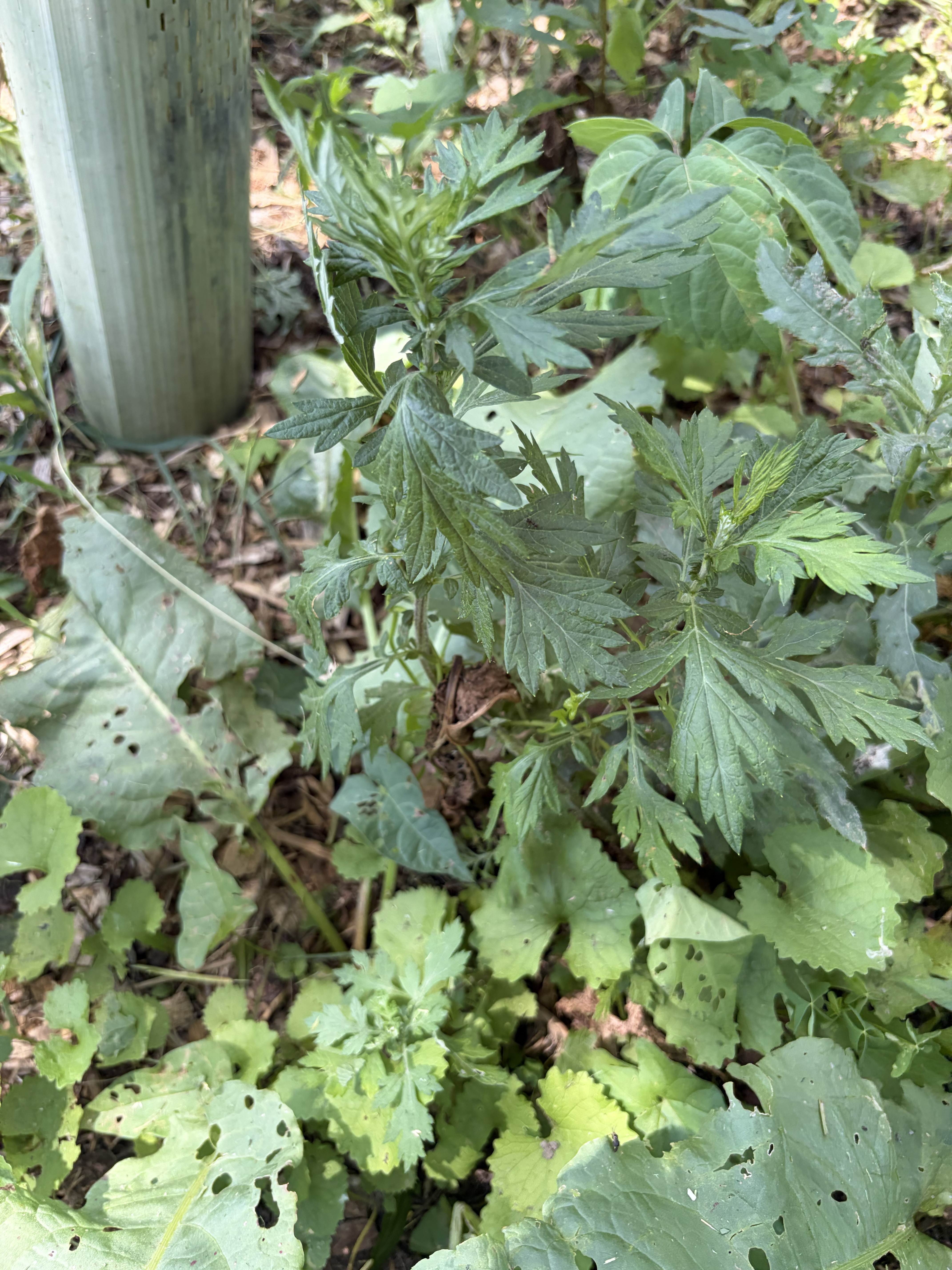 Mugwort