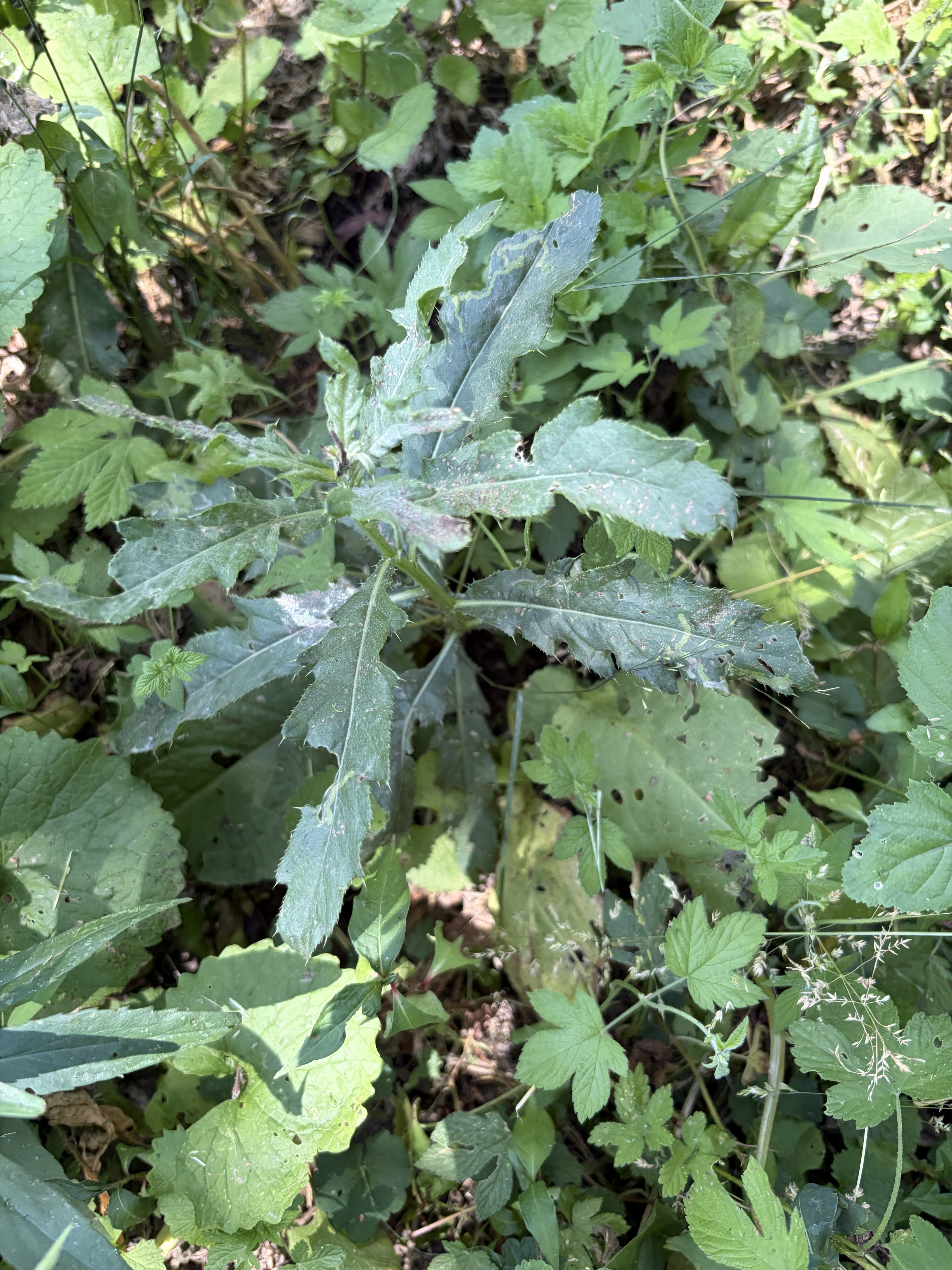 Canada Thistle
