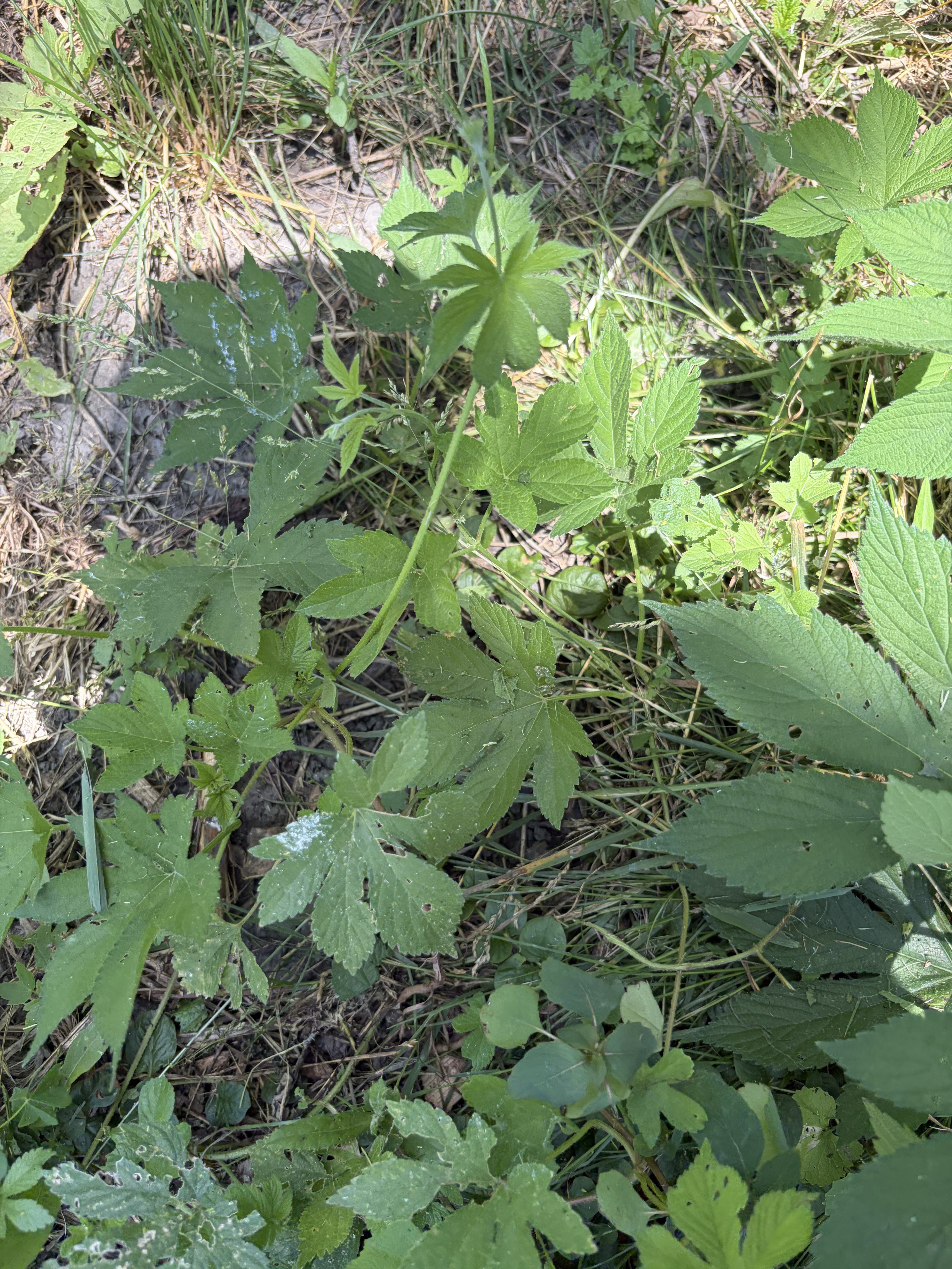 Japanese Hops