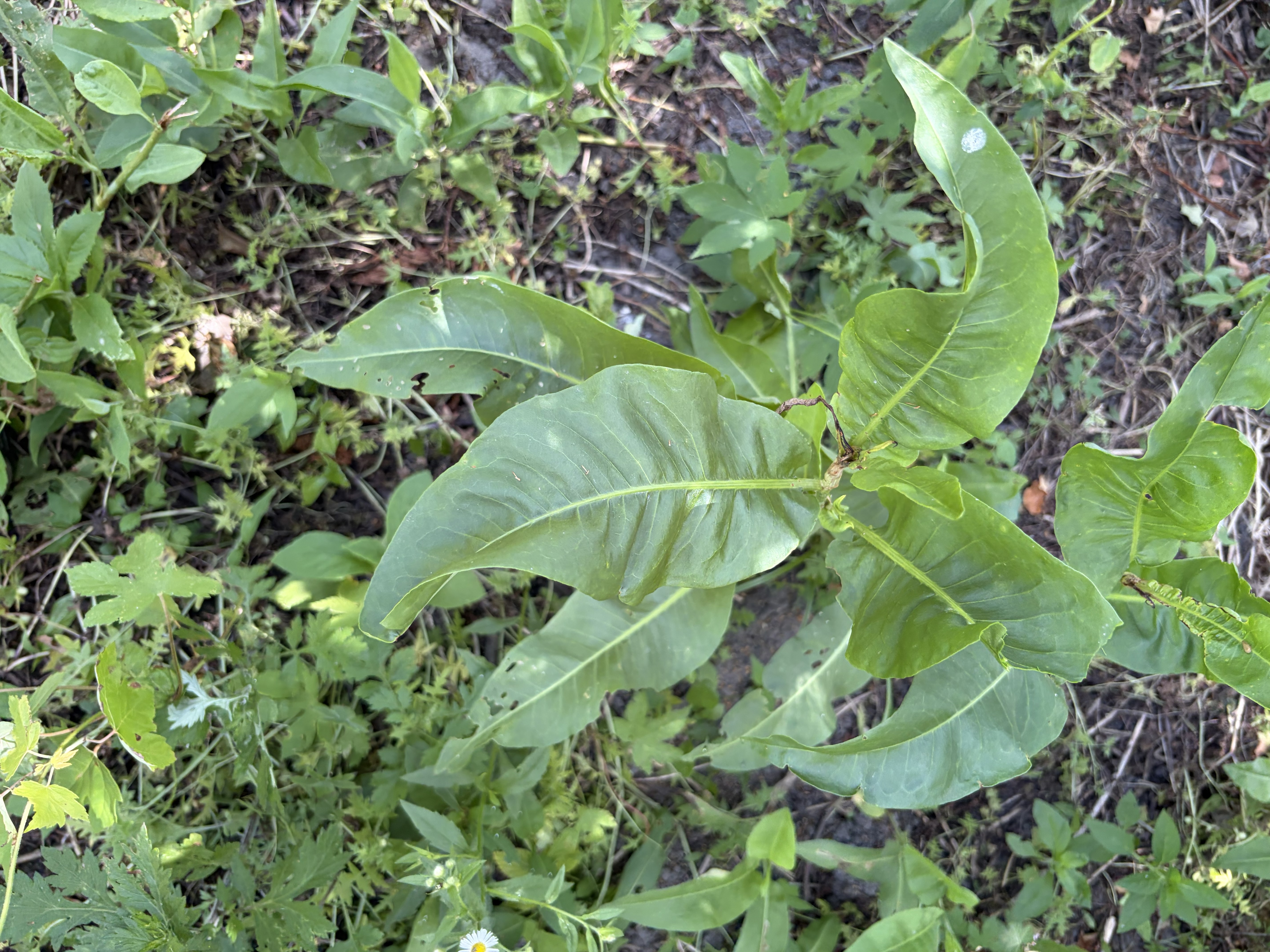 Common Burdock