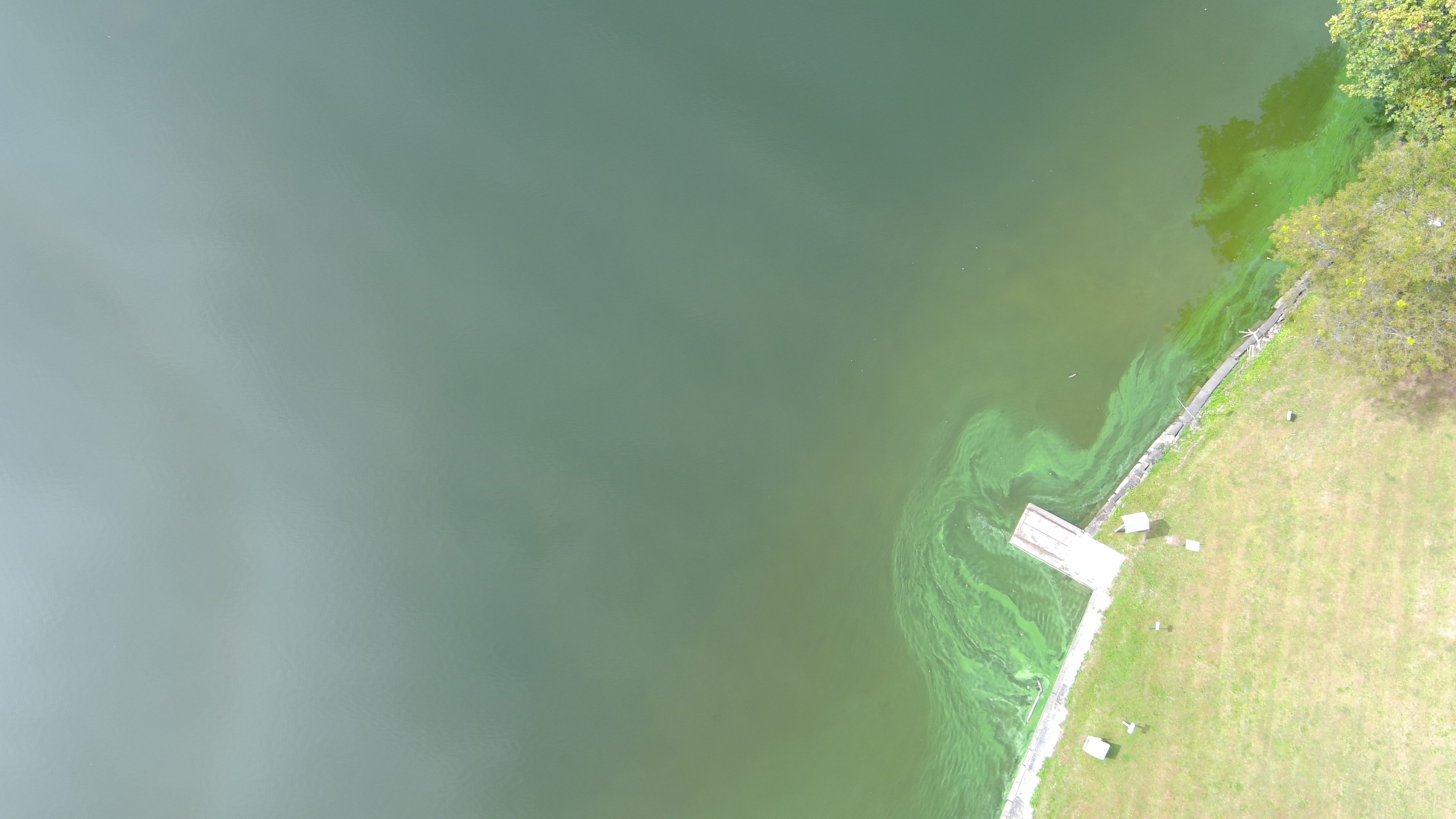 Sturgeon Pool, September 27, 2025. Drone photograph by Robert Howe. Aerial view of green cyanobacteria streaks swirling around a dock along a residential shoreline.