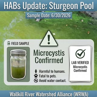 Sturgeon Pool, sample date June 30, 2026. WRWA graphic: HAB update reporting lab-verified Microcystis; harmful to humans, fatal to pets.